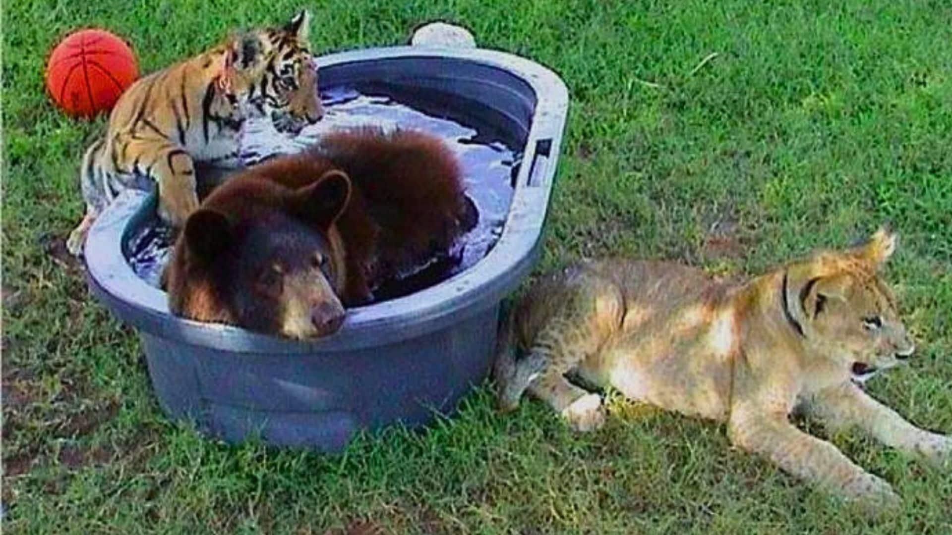 Тигр лев и медведь