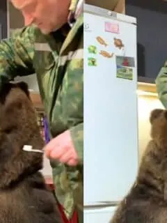 Man Brushes Bear's Teeth
