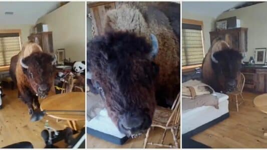 Watch a Massive Bison Breaks into House