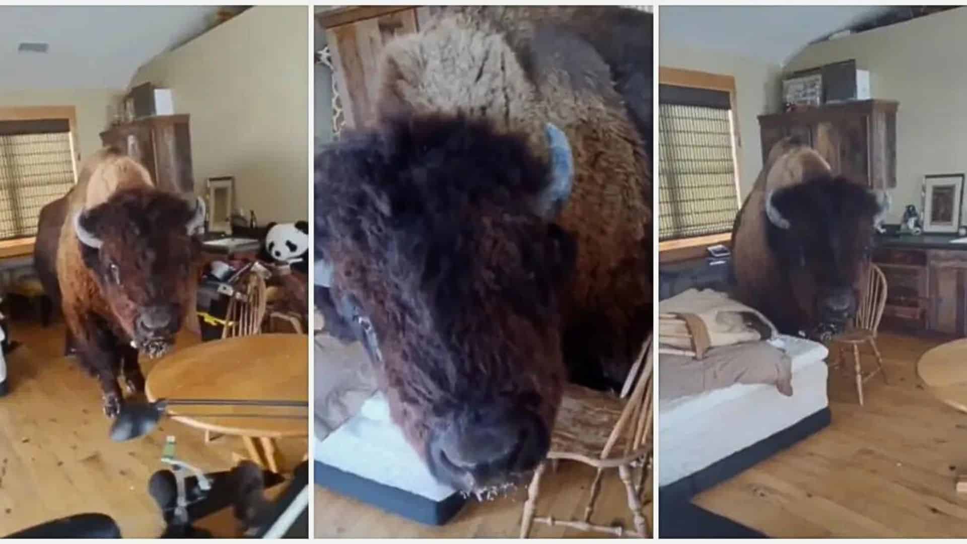 Bison Breaks into House