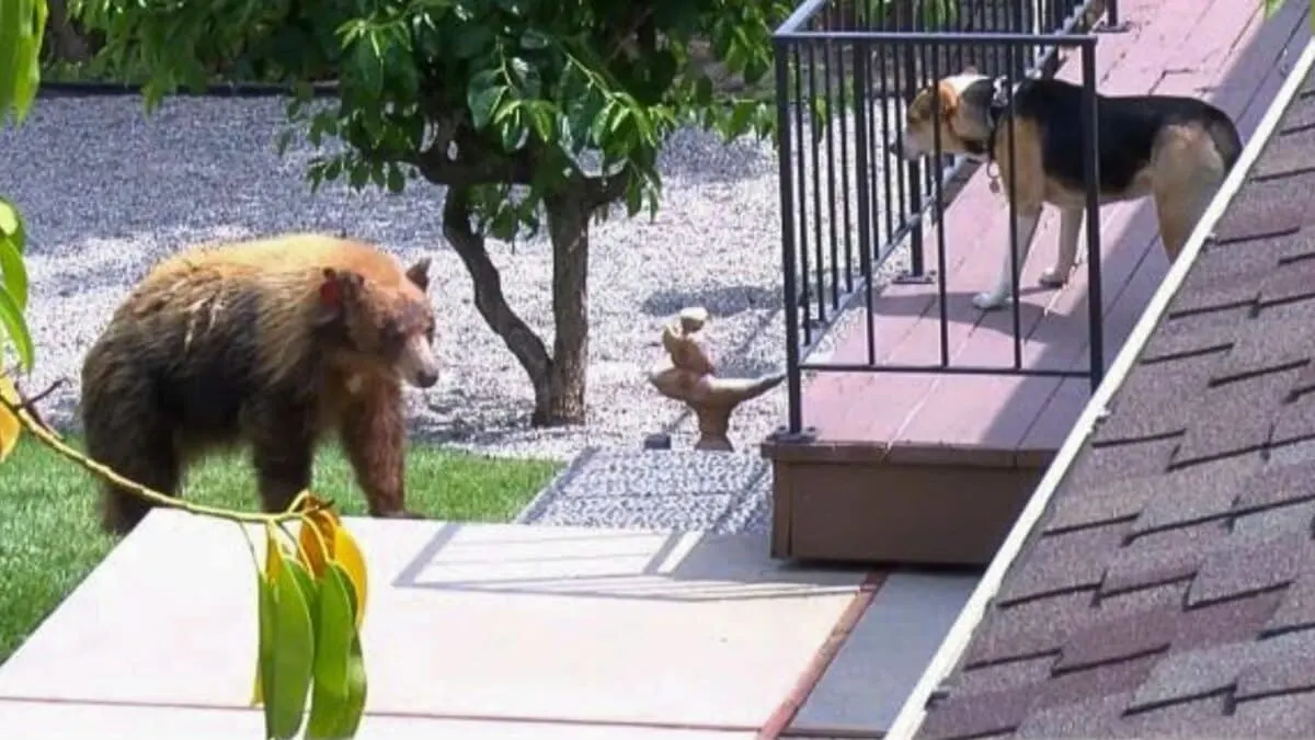 Dog Faces Off with Black Bear