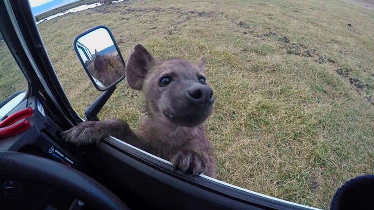 Curious Hyena Jumps Into Car