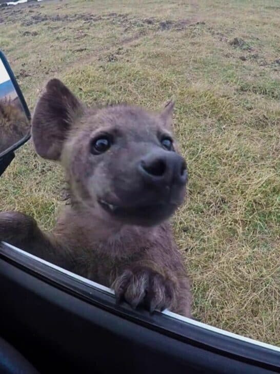 Curious Hyena Jumps on Car