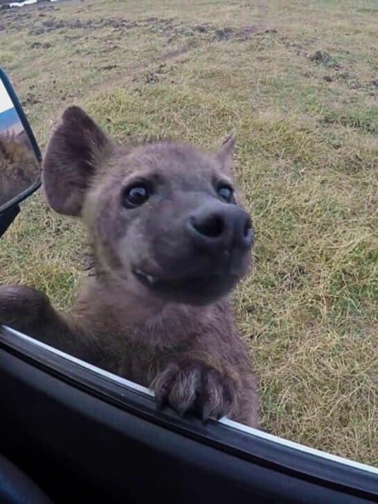 Curious Hyena Wants to Go For a Ride