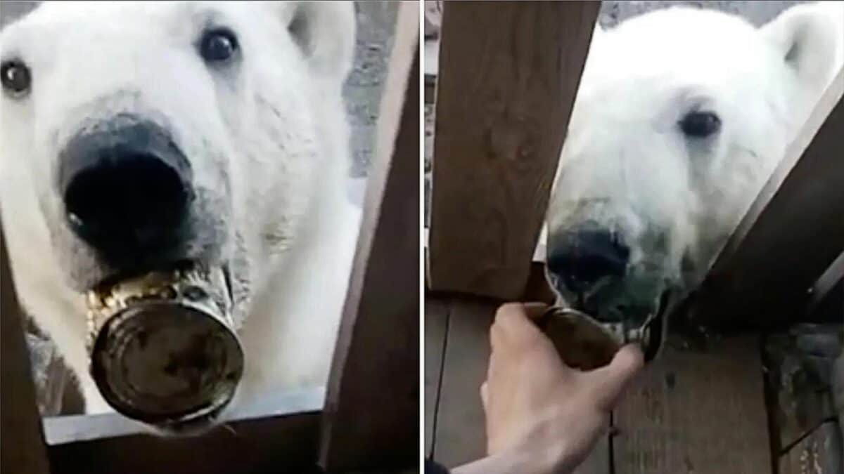 Polar Bear Asks for Help