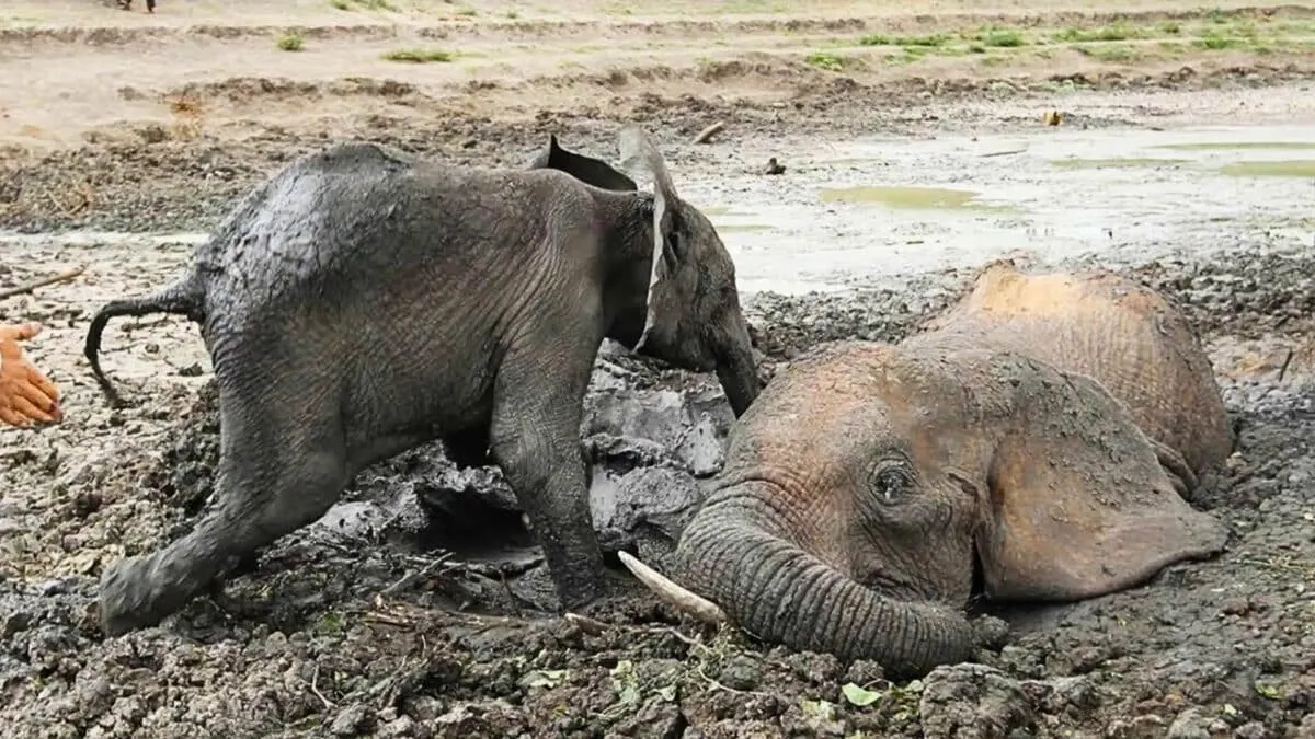Baby Elephant Refuses to Leave His Mom's Side