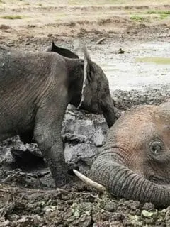 Baby Elephant Refuses to Leave His Mom's Side