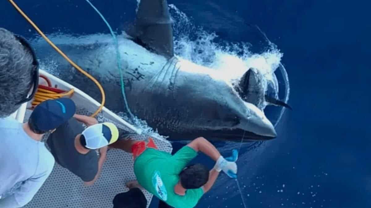 Great White Shark Eats Fisherman's Tuna