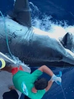 Great White Shark Eats Fisherman's Tuna