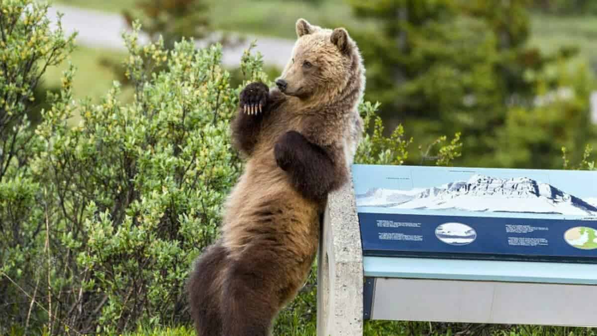 Itchy Grizzly Bear