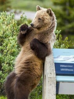 Itchy Grizzly Bear