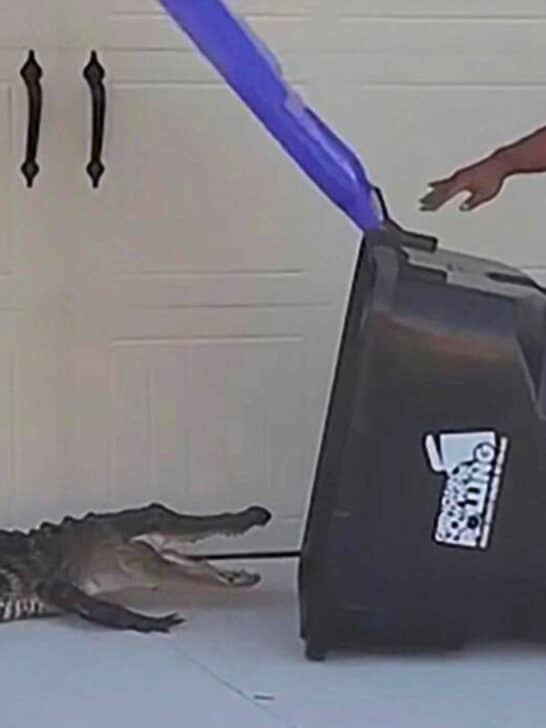 Florida Man Captures Alligator with Trashcan