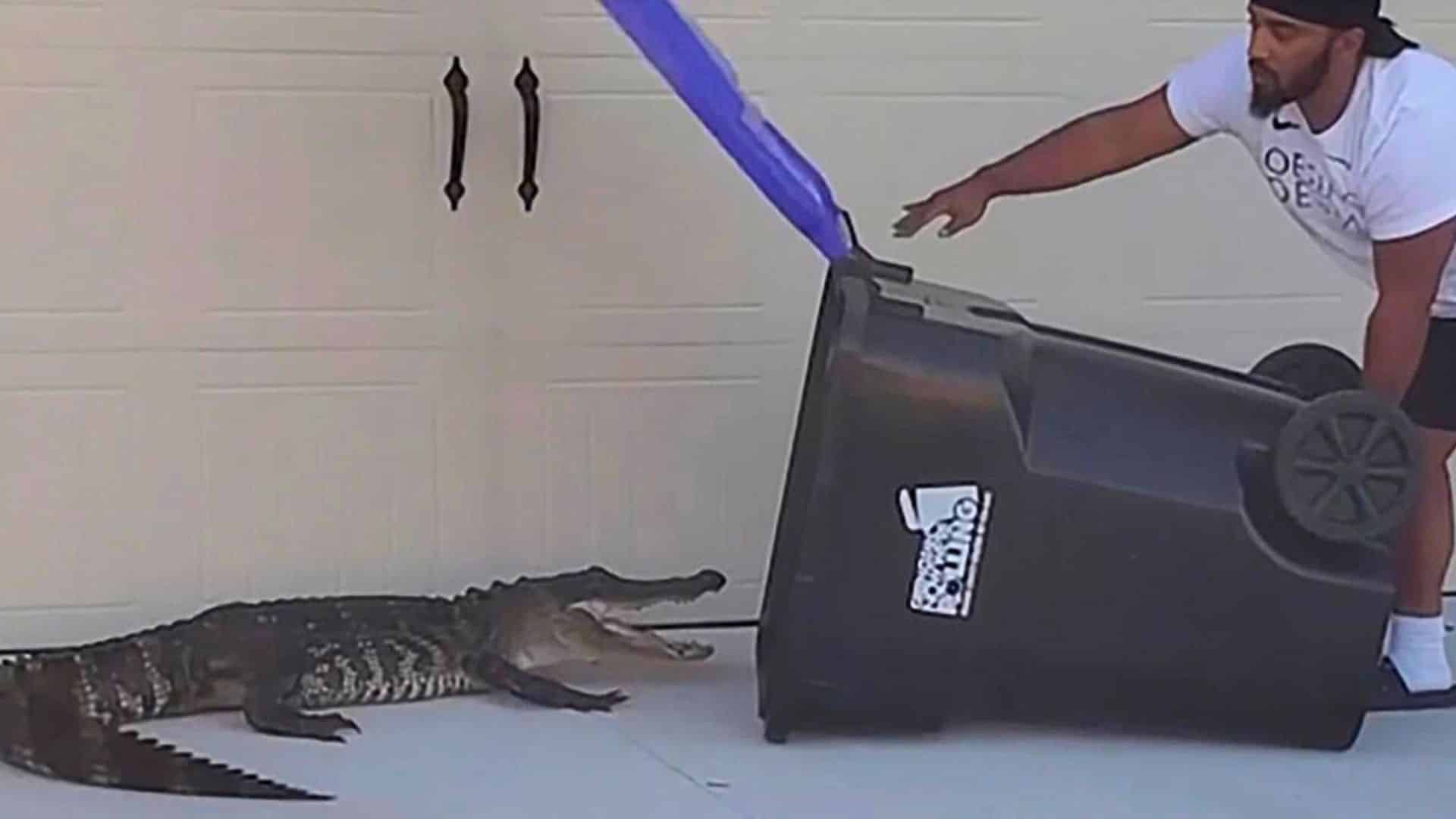 Man Captures Alligator with Trashcan