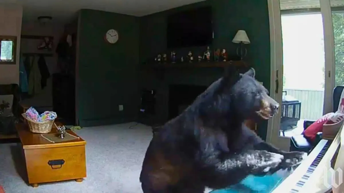 bear plays piano