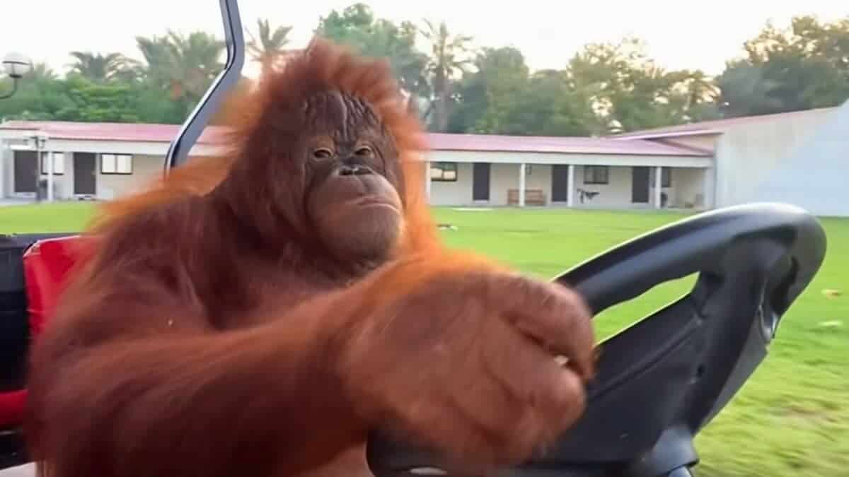 Orangutang Driving 