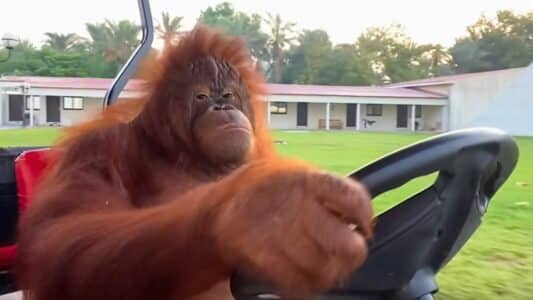 Orangutang Driving to the Banana Store