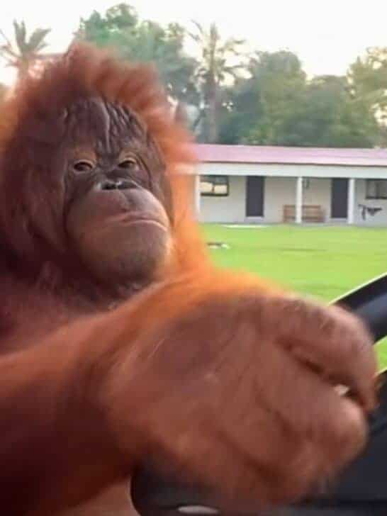 Watch: Orangutang Driving to the Banana Store