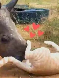 Rhino Falls In Love With Cat