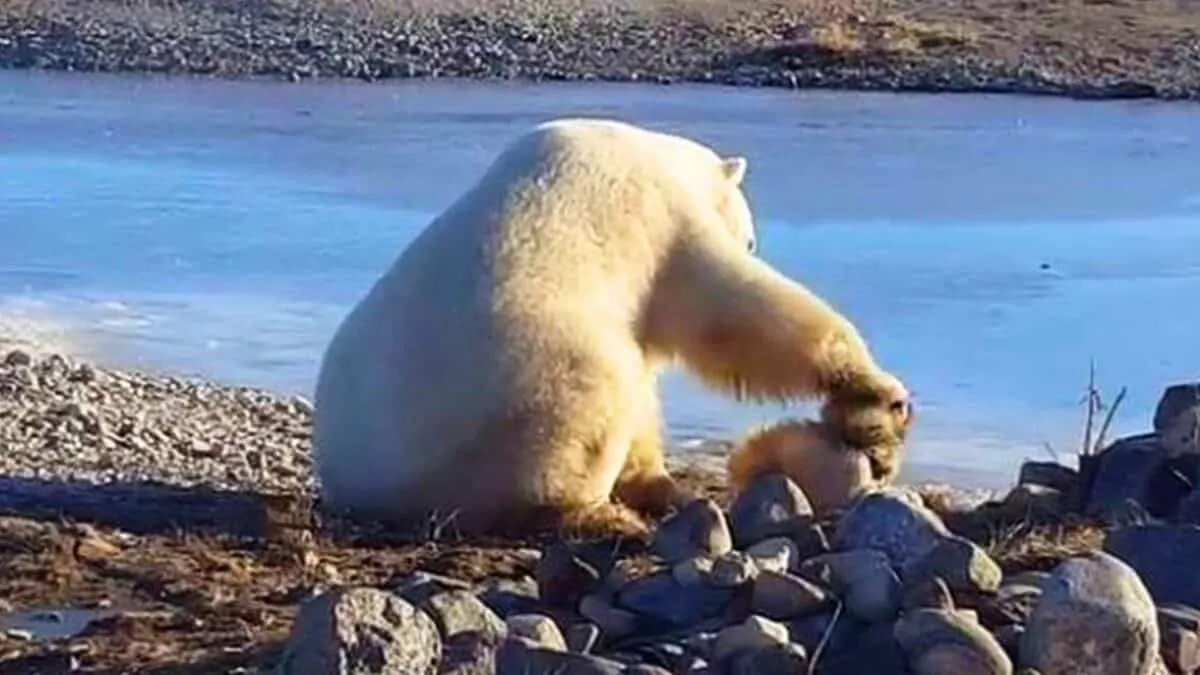 polar bear pets dog