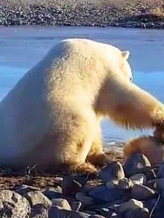 When a Polar Bear Pets A Dog