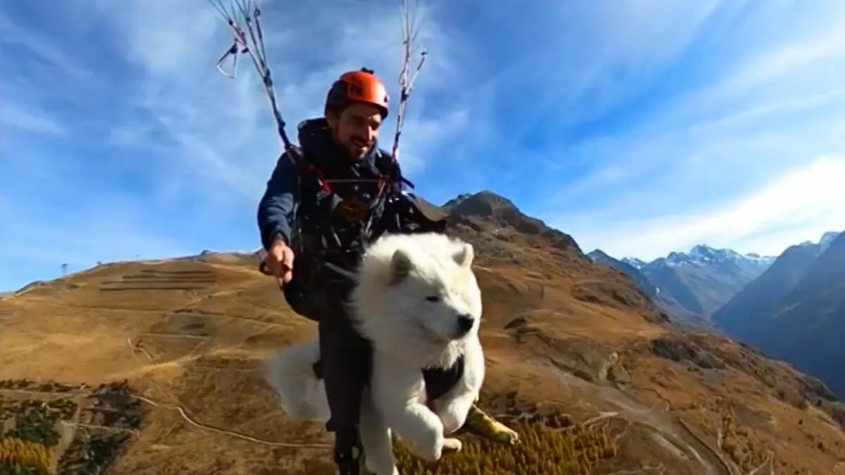 Dog Goes Paragliding