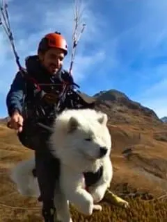 Dog Goes Paragliding