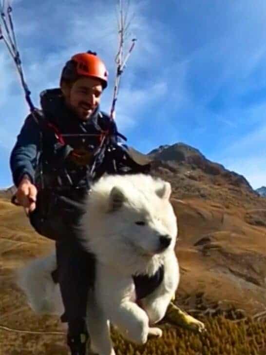 Watch: Dog Goes Paragliding with Owner
