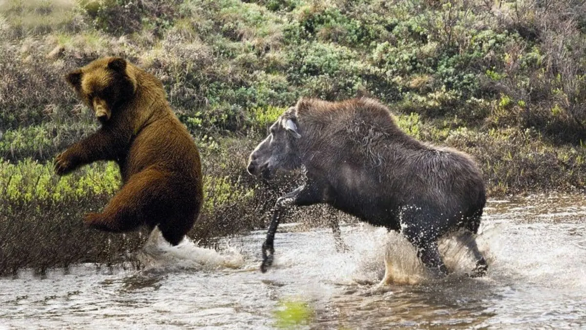 Moose Takes on Bear