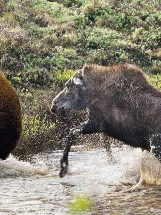 Moose Takes on Bear to Protect Her Calf