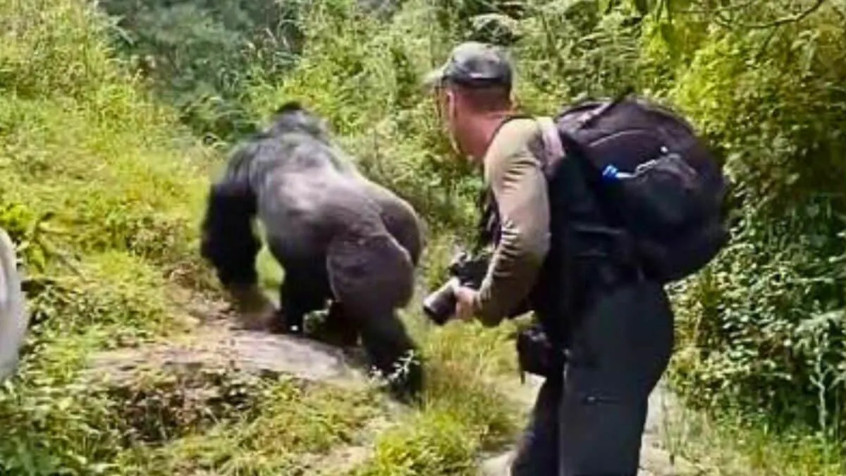 Gorilla Surprises Photographer