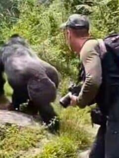 Gorilla Surprises Photographer