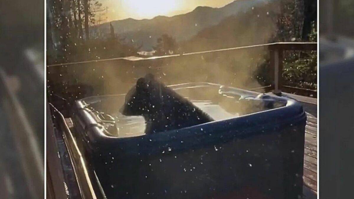 Bear Relaxes in Hot Tub