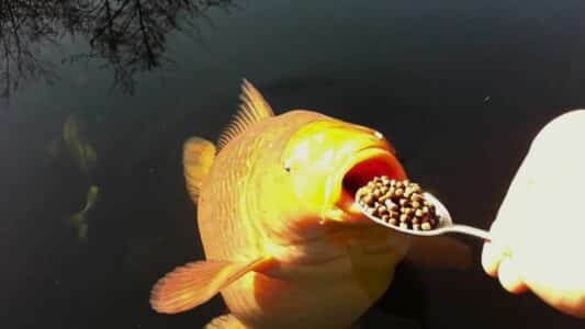 Chagoi Koi Gets Spoon-fed