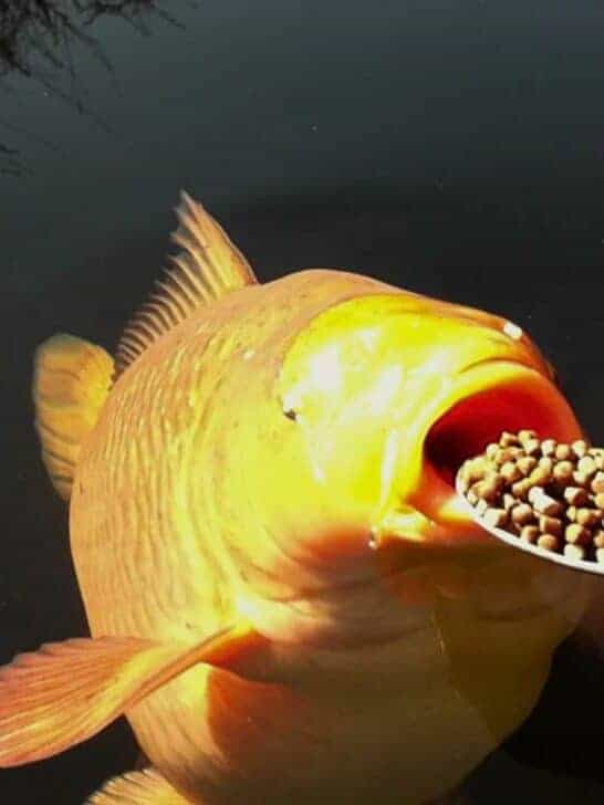 Chagoi Koi Gets Spoon-fed