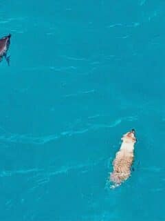Swimming Dog Makes Friends with Wild Dolphins