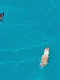 Swimming Dog Makes Friends with Wild Dolphins