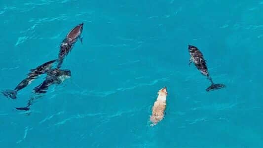 Swimming Dog Makes Friends with Wild Dolphins in The Bahamas