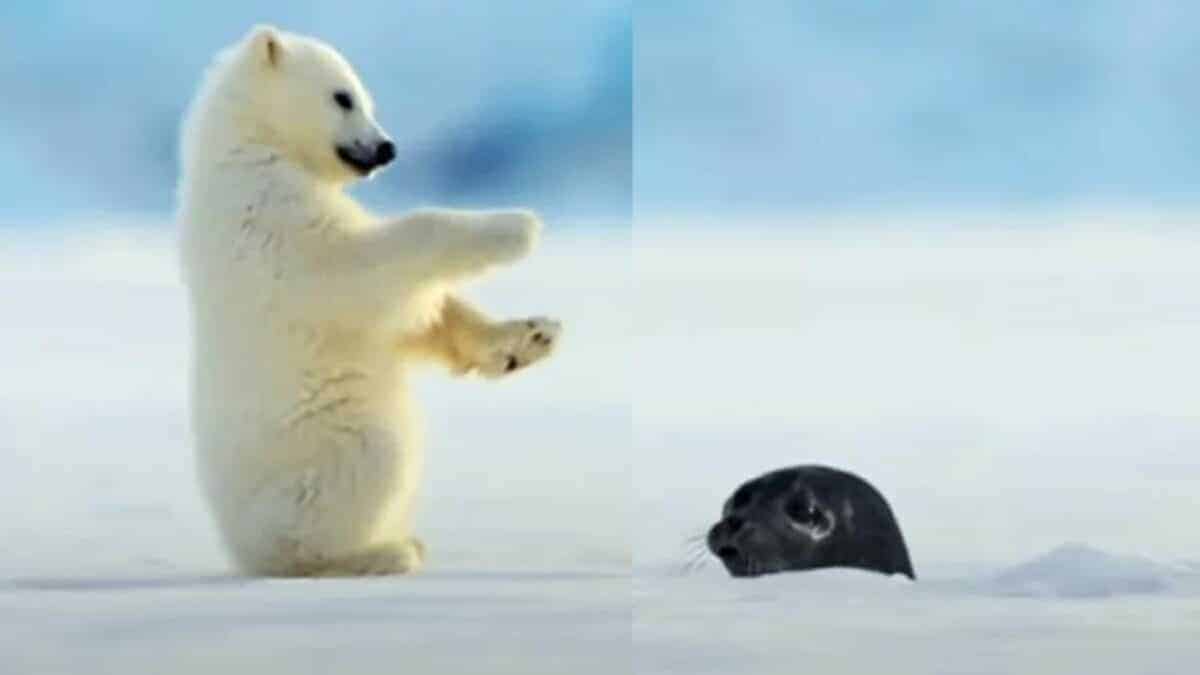 Polar Bear Cub Gets Surprised by Seal