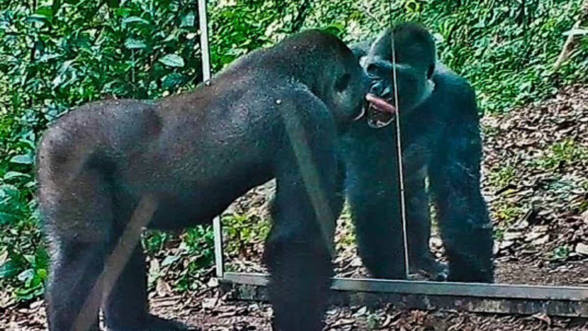 Gorilla Fights His Reflection