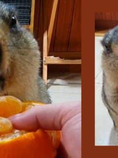 Marmot Chewing Mandarin