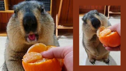 Watch: Chubby Marmot Chewing Mandarin