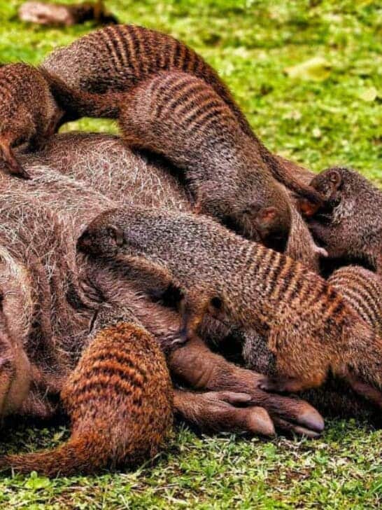 Warthog Enjoys a Relaxing at the Mongoose Spa
