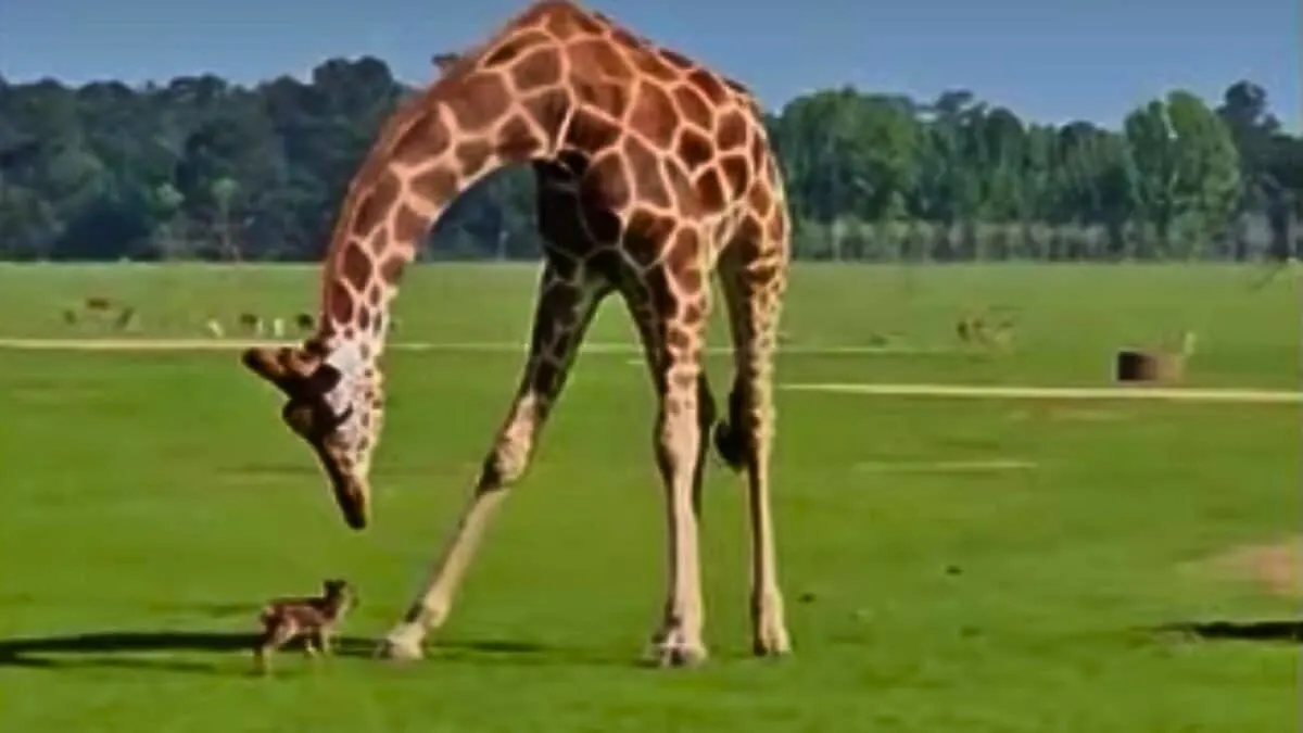 Giraffe Inspects Baby Deer