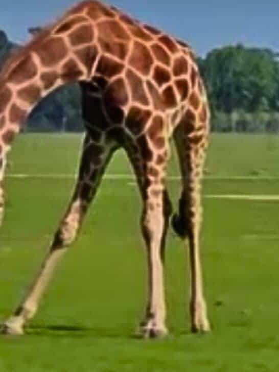 Watch a Curious Giraffe Inspects Baby Deer