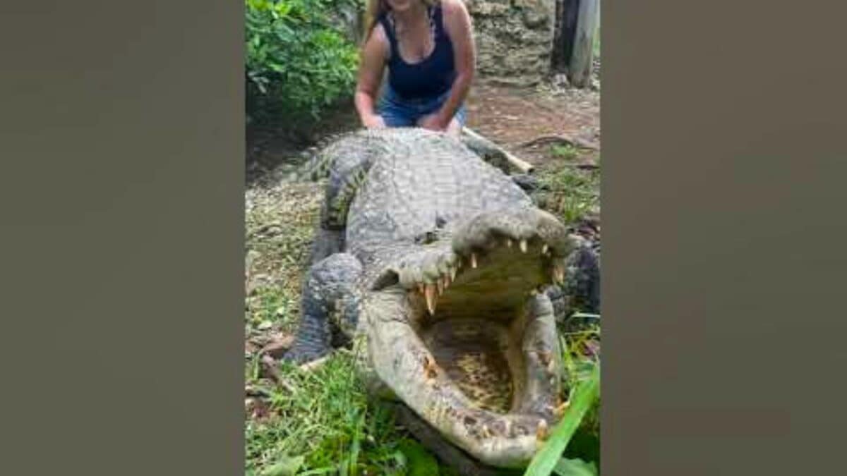 Girl Pets Giant Crocodile