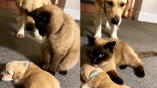 Cat Comforts Crying Puppy While Mom Takes a Break