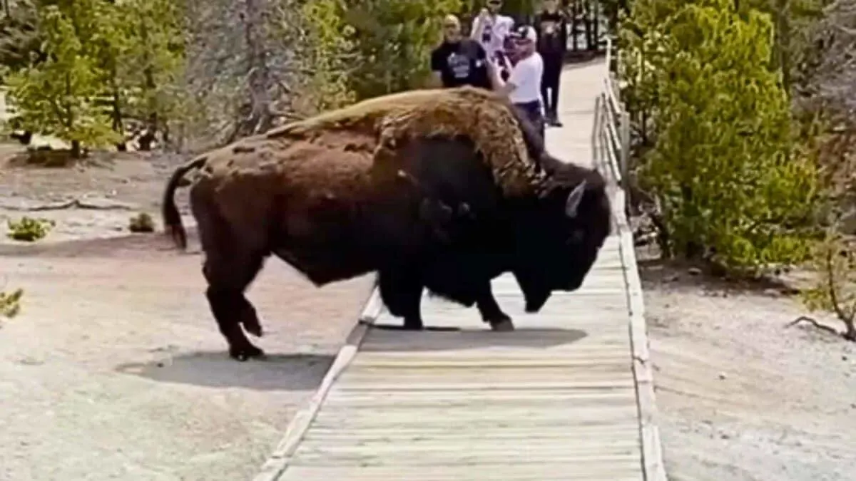 Bison Cracks Through Boardwalk