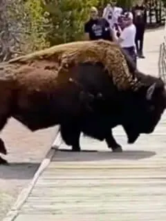 Bison Cracks Through Boardwalk