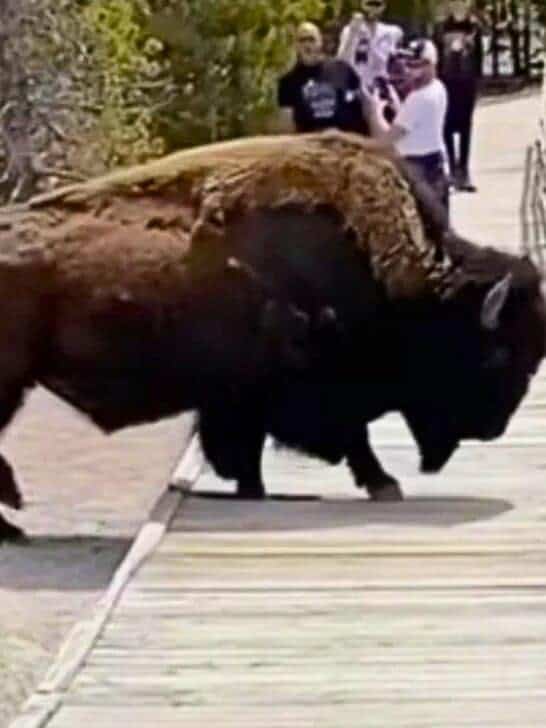 Bison is Too Big for the Yellowstone Boardwalk