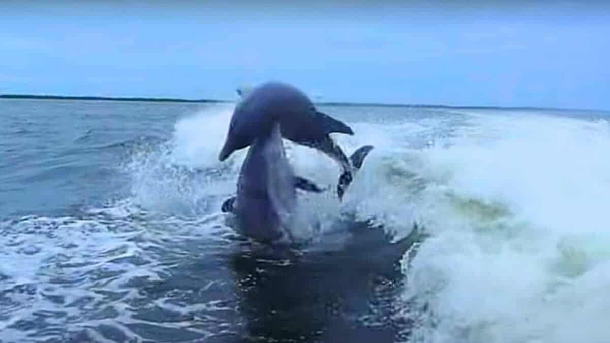 Dolphin's Mid-Air Collision